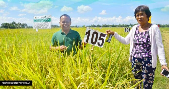 MAFAR explores rice varieties fit for soil in Maguindanao to increase production