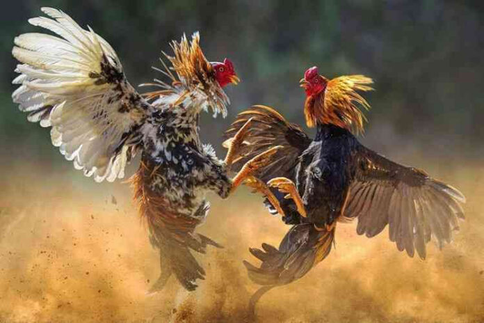 Online Slots: The New Craze in the Philippines After Online Sabong’s Fall